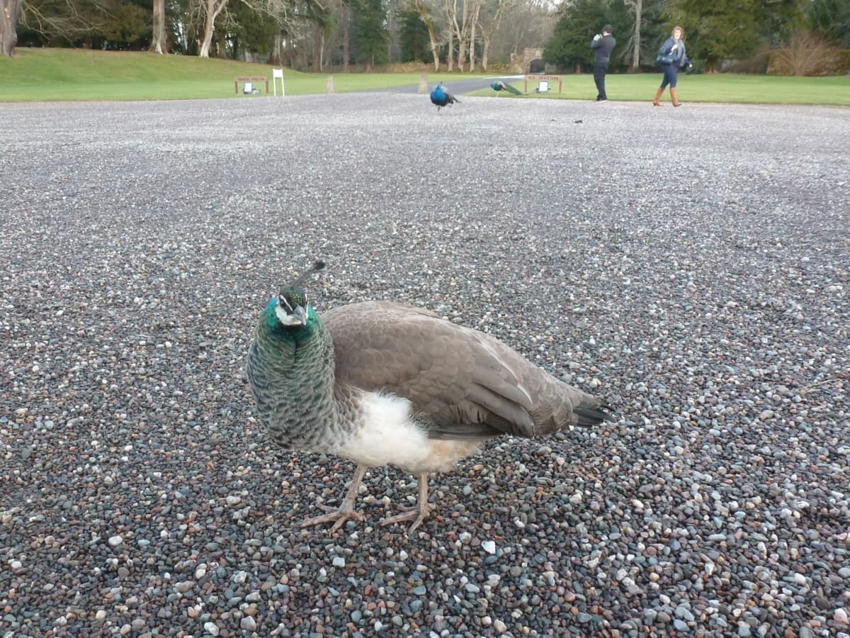 Scone Palace Peacock