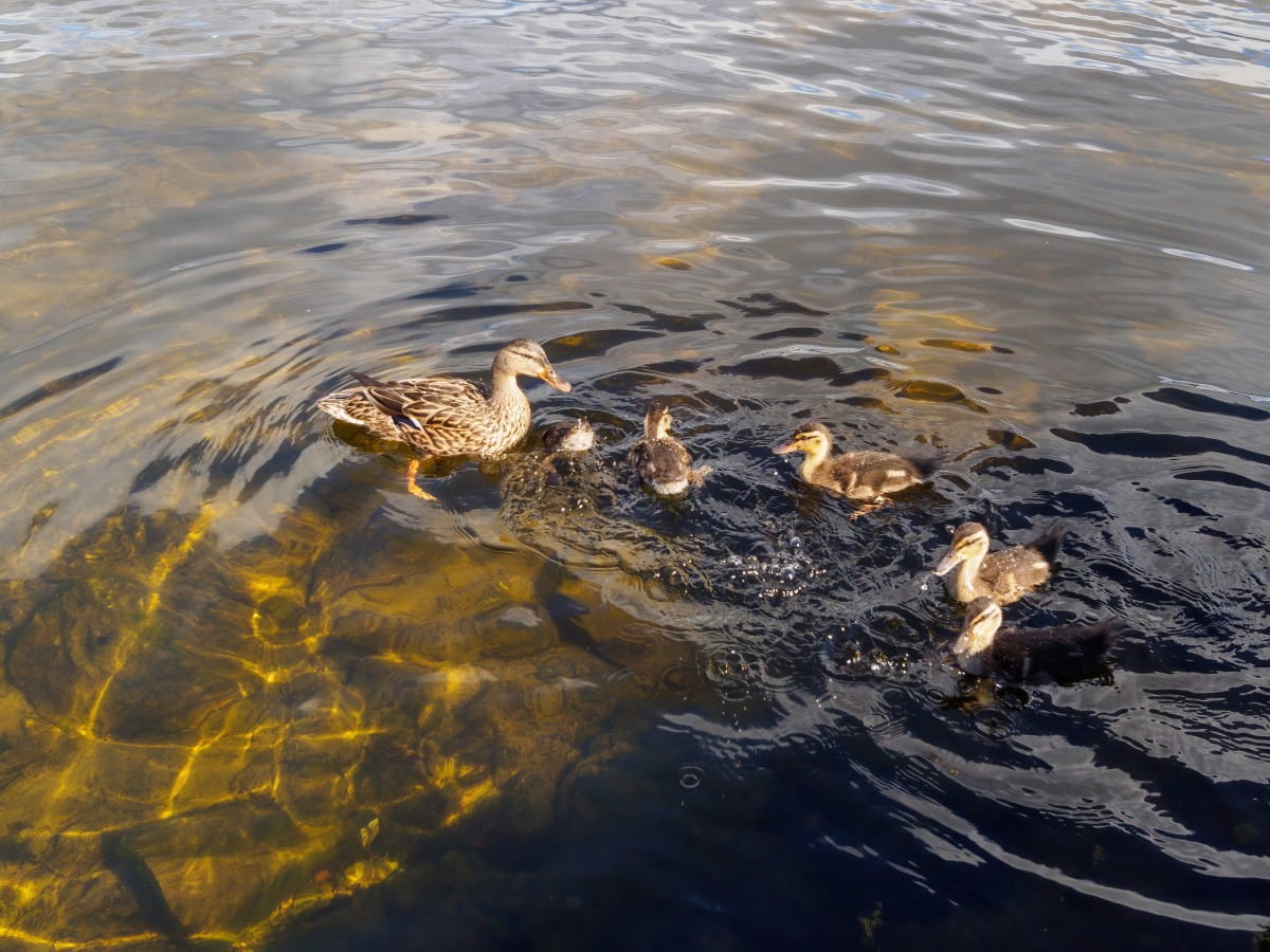 Ducks in Pond Dalbeattie