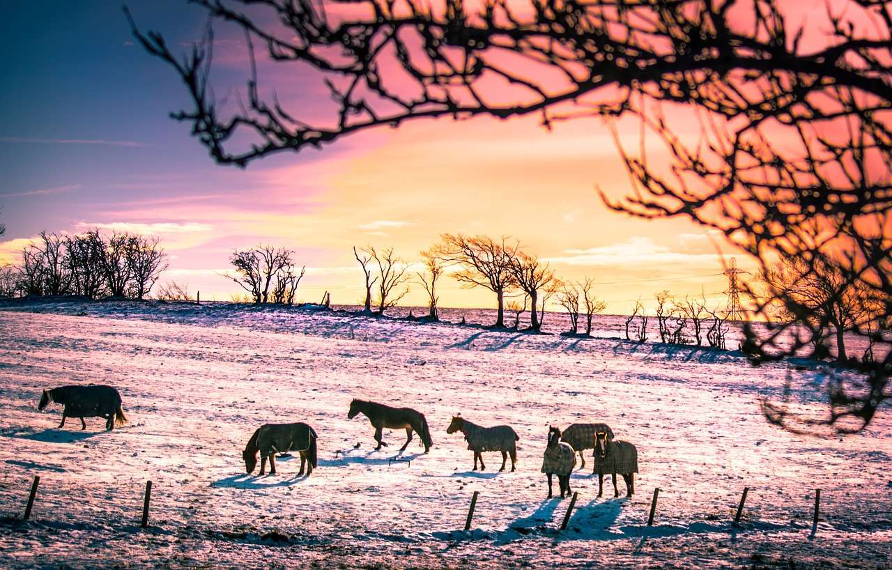 winter horses