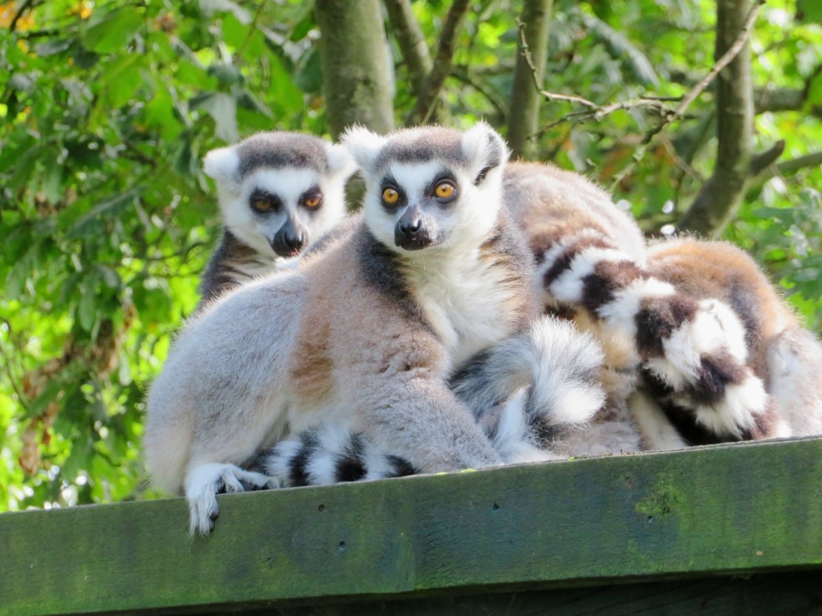 Blair Drummond Lemur