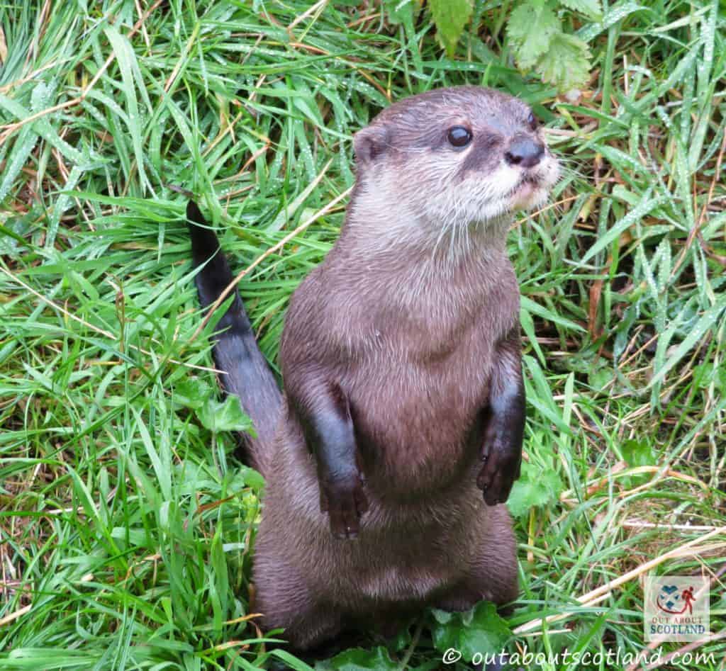 A Guide To Blair Drummond Safari And Adventure Park Central Scotland a-guide-to-blair-drummond-safari-and-adventure-park-central-scotland
