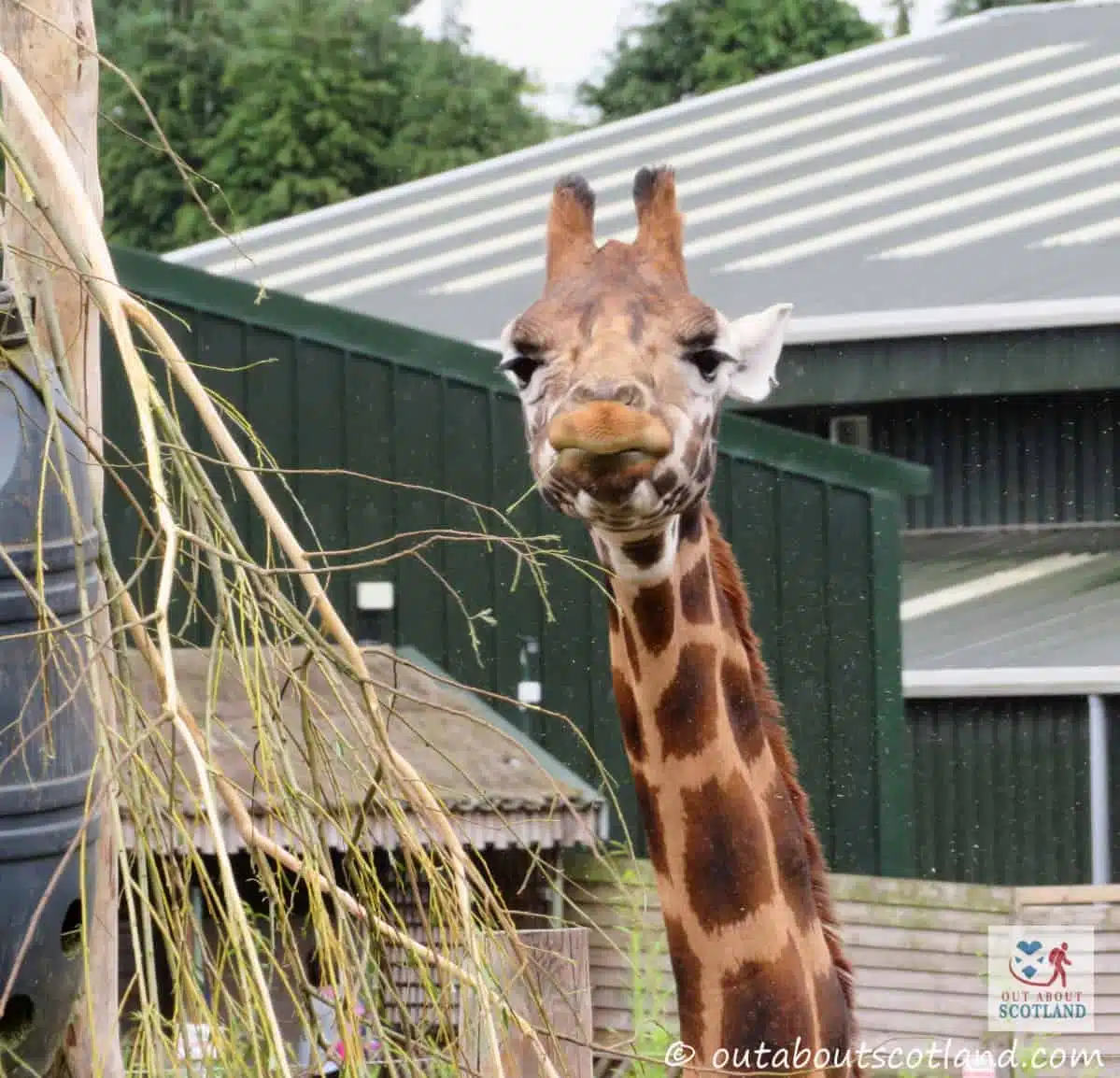 Blair Drummond Safari Park Visitor Guide | Stirlingshire