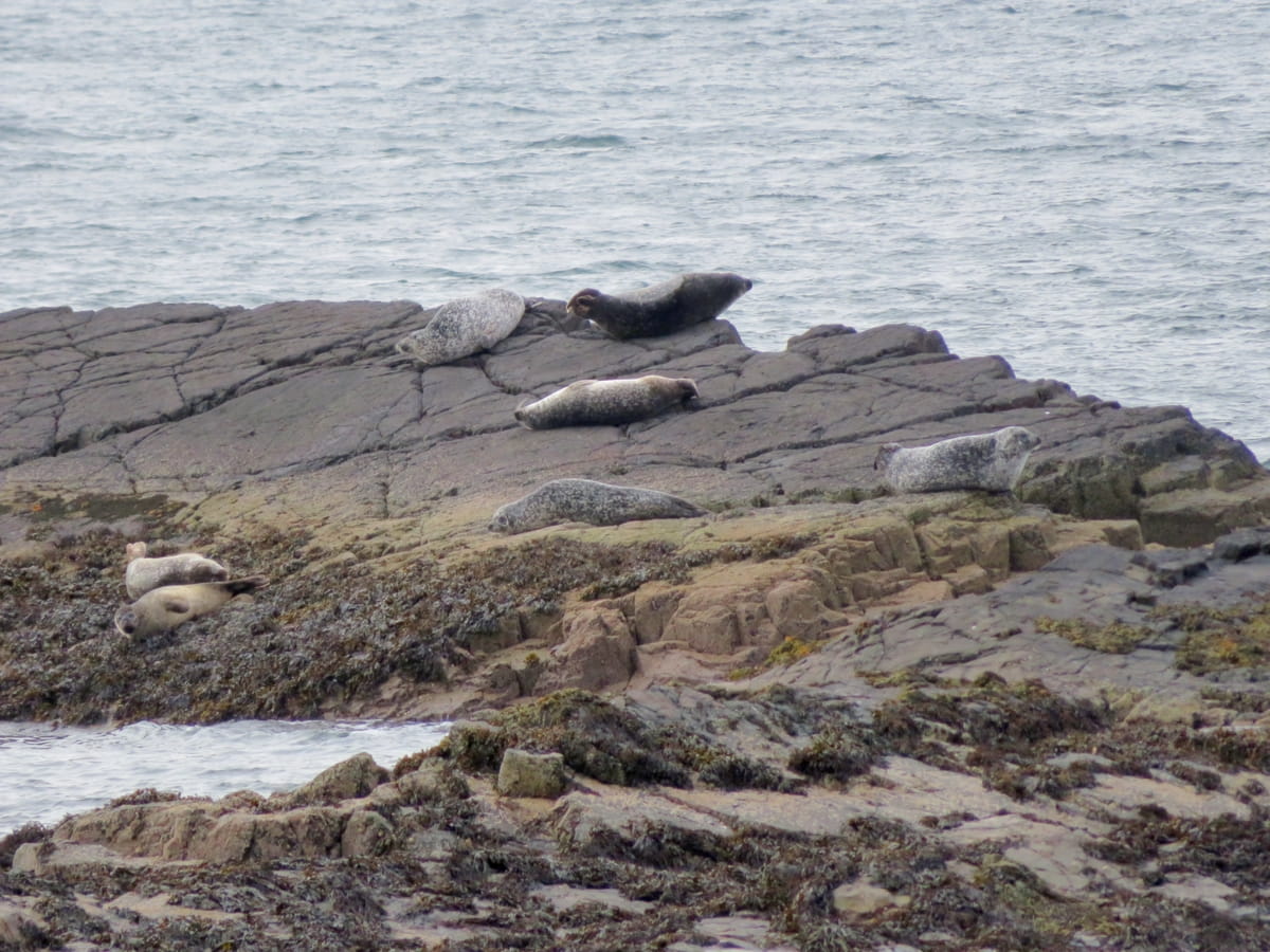 Carsaig Mull Seals