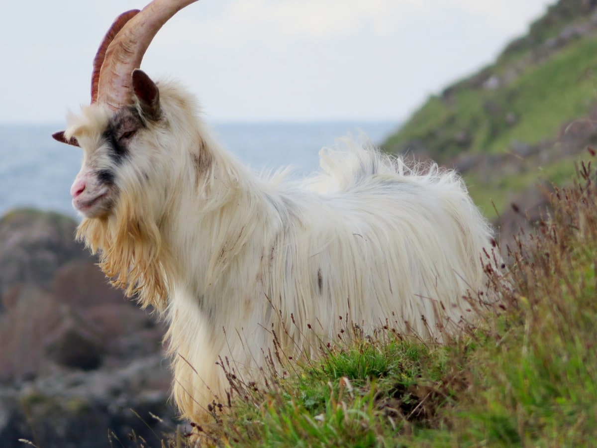 Carsaig Mull Wild Goat