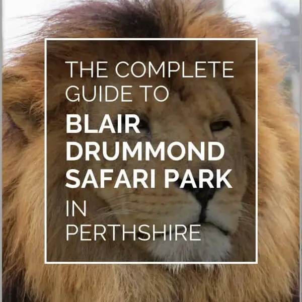 blair drummond safari park pin