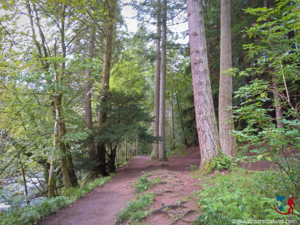 The Complete Guide to Visiting The Hermitage Forest in Perthshire