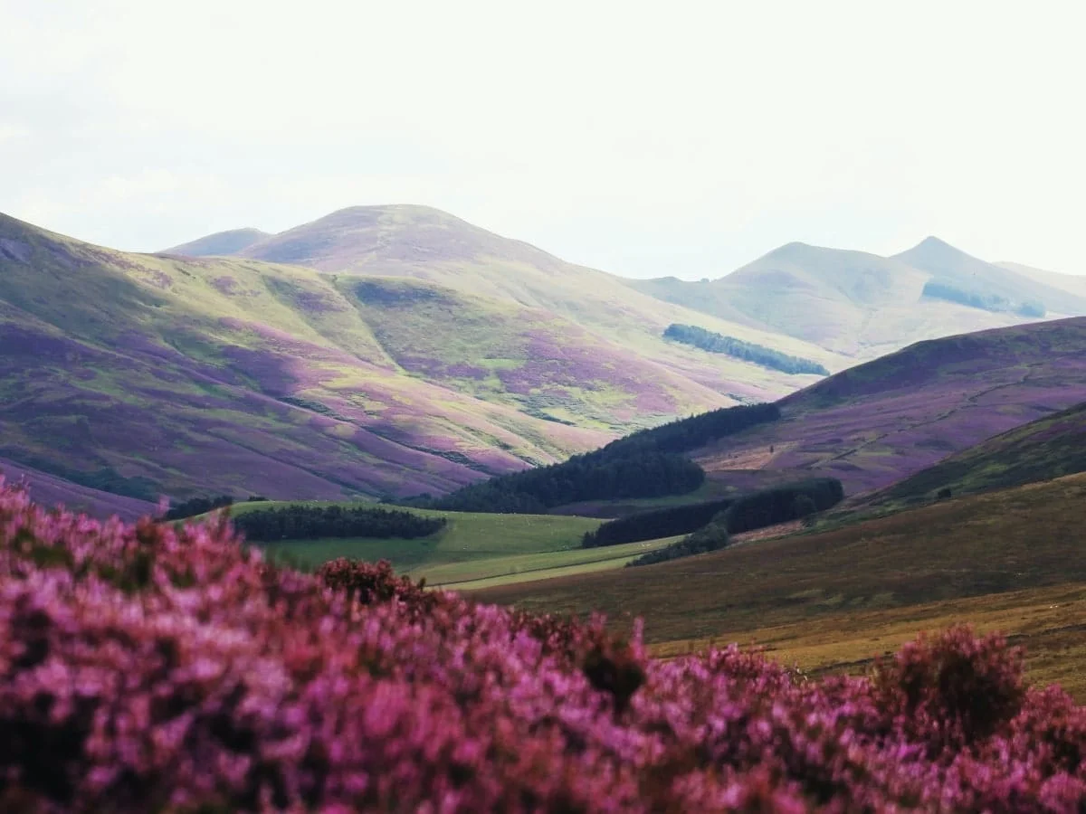 Heather Scotland