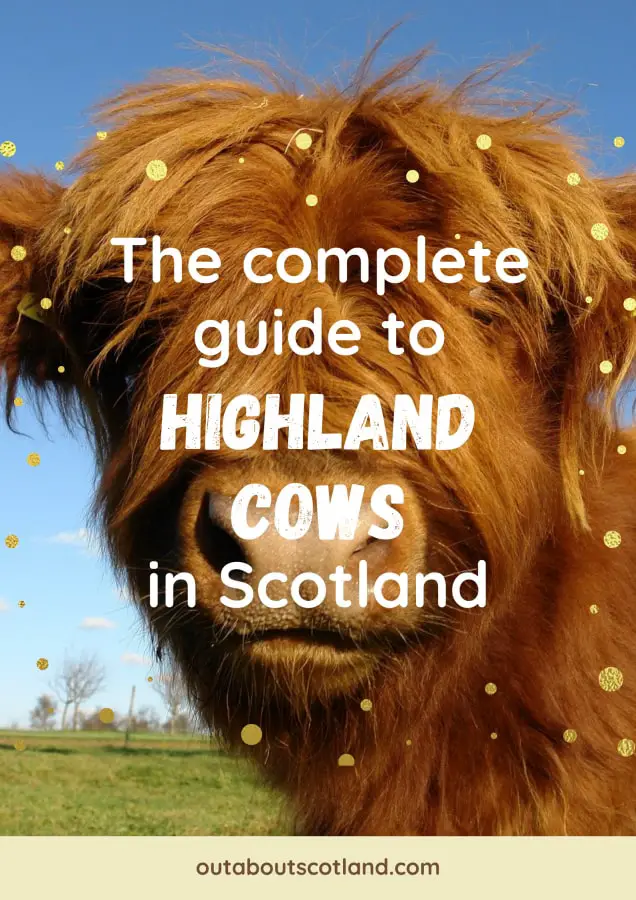 Where To See Highland Cows in Scotland | Out About Scotland