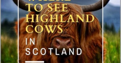 Where to see Highland cows
