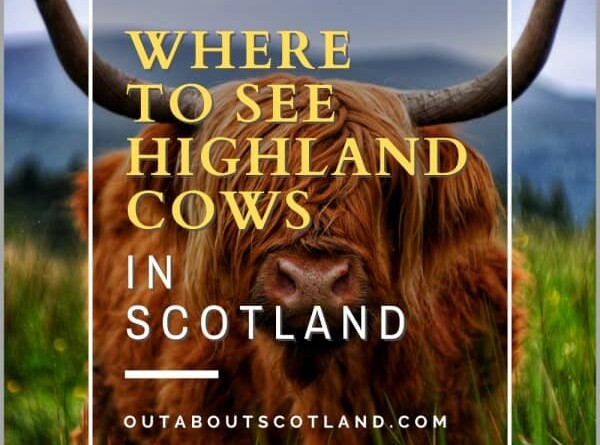Where to see Highland cows