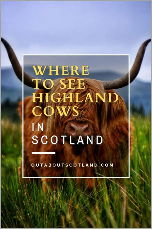 Scotland’s Adorable Highland Cows: Where to See Them