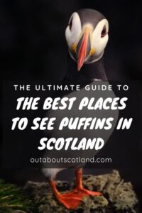 puffins in scotland