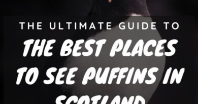 puffins in scotland