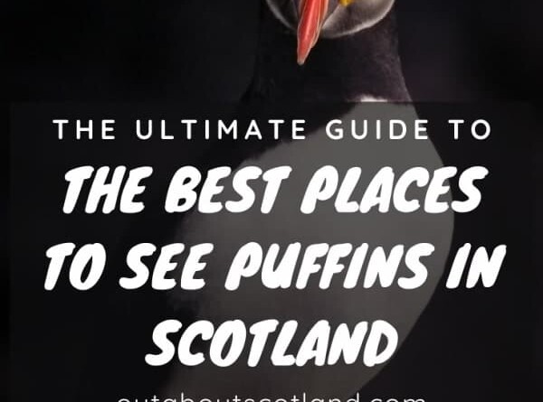 puffins in scotland