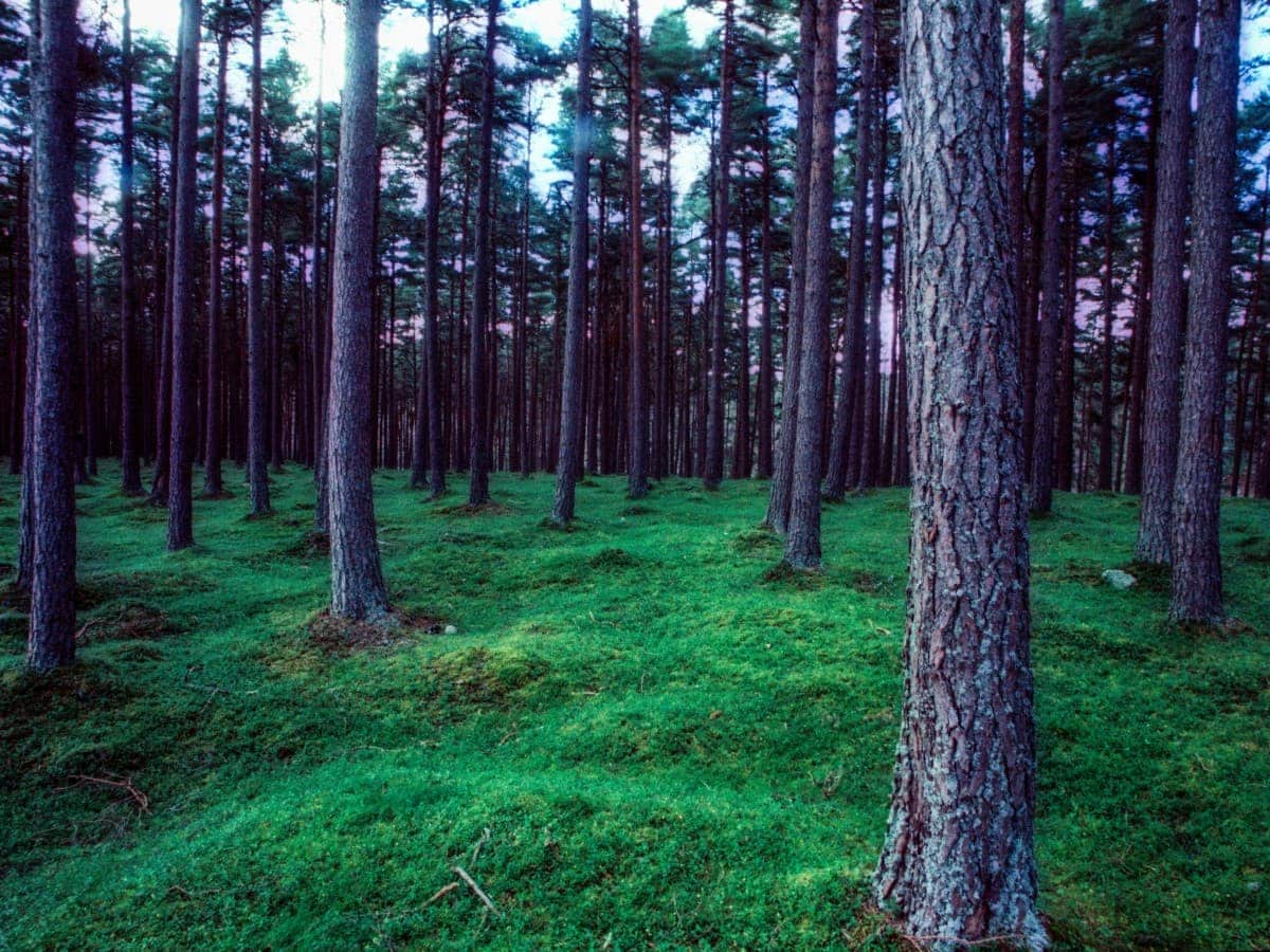 Forest Scotland