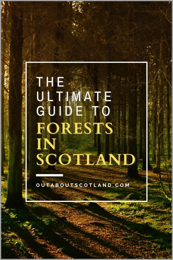 25 Beautiful Forests in Scotland: Ultimate Guide