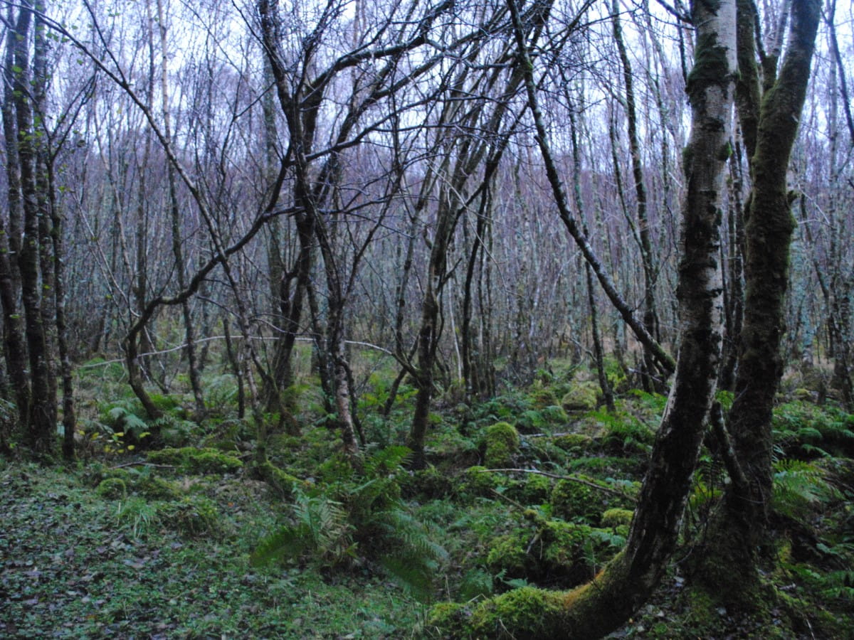 Scotland Forest