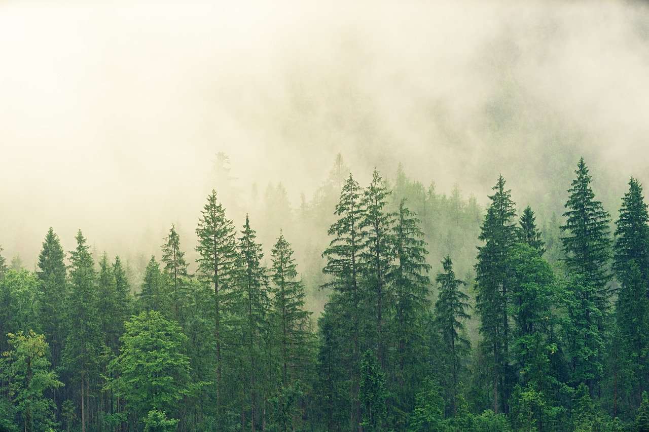 forest fog