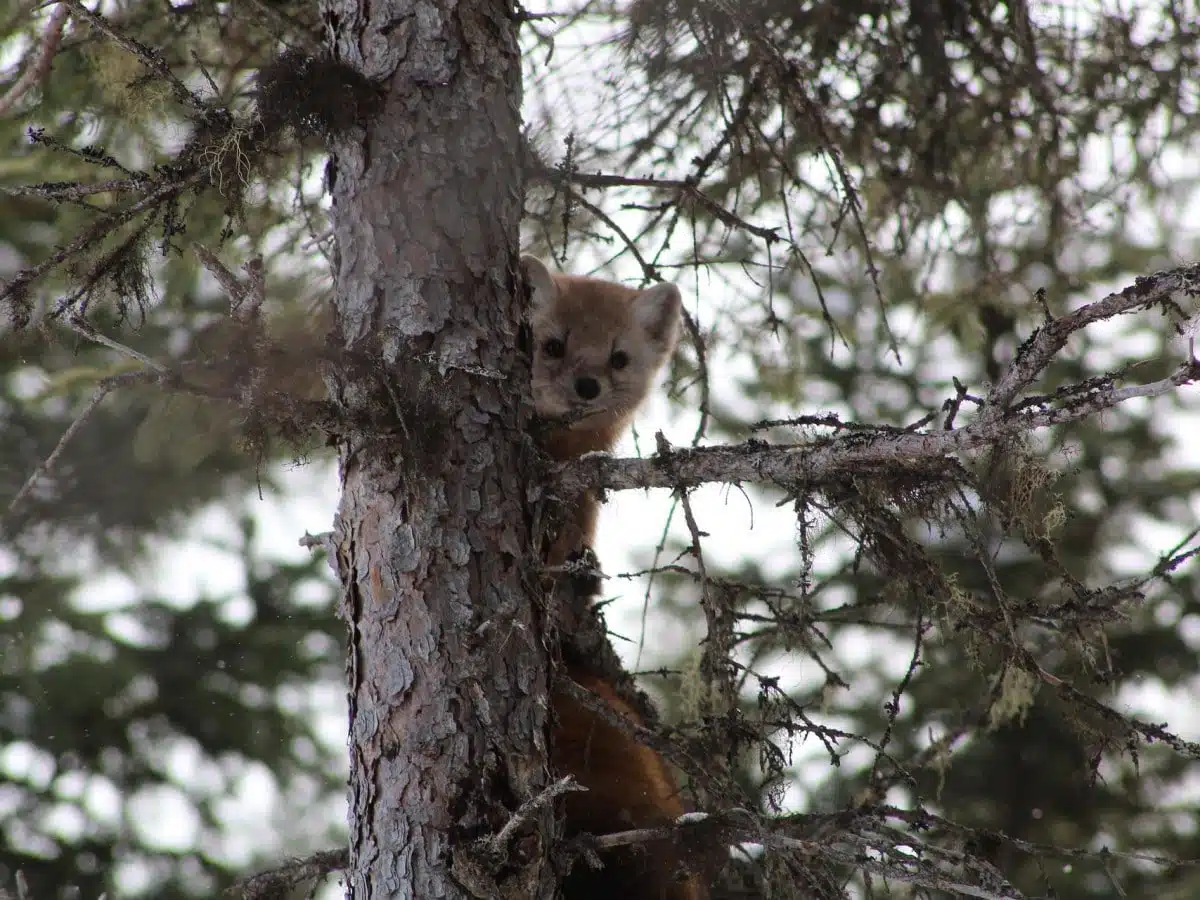 Pine Marten