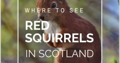 red squirrels in scotland