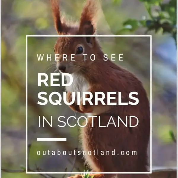 red squirrels in scotland