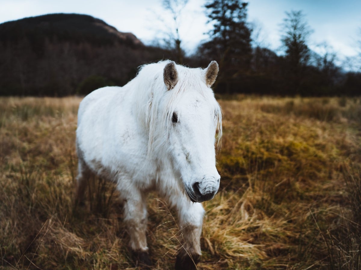 Pony Scotland