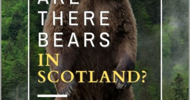 are there bears in scotland