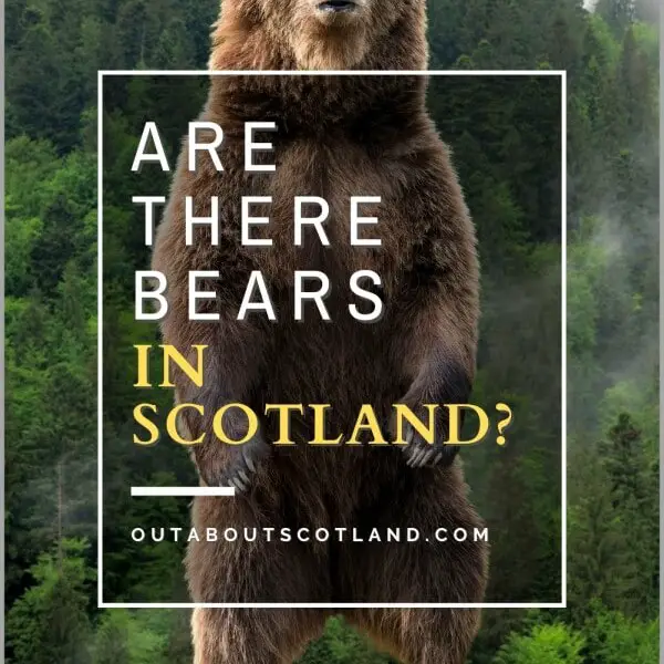 are there bears in scotland