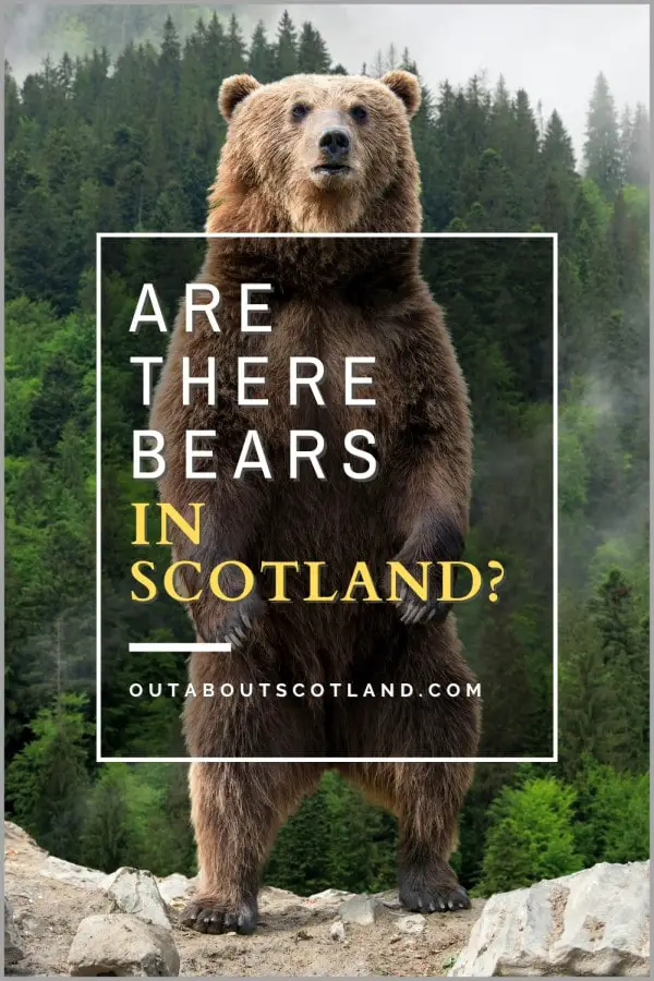are there bears in scotland