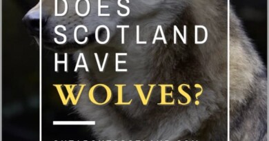 Does Scotland have wolves