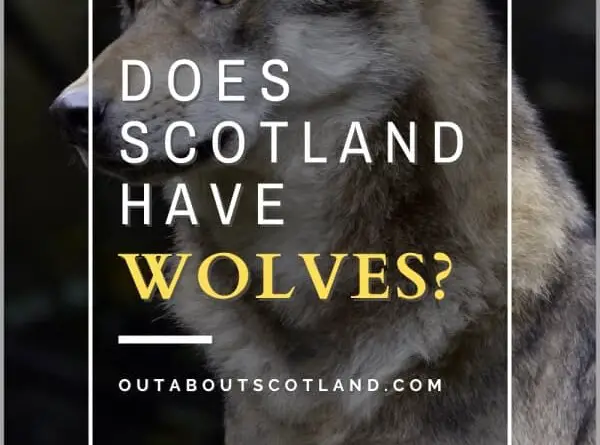 Does Scotland have wolves