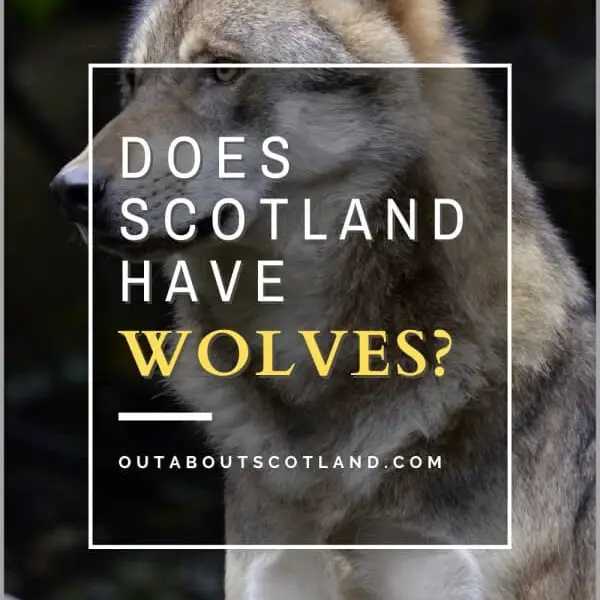 Does Scotland have wolves