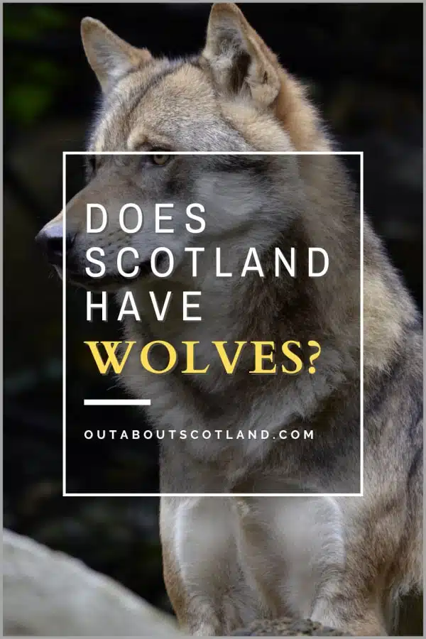 Wolves in Scotland & Other Predators – A Guide for Tourists