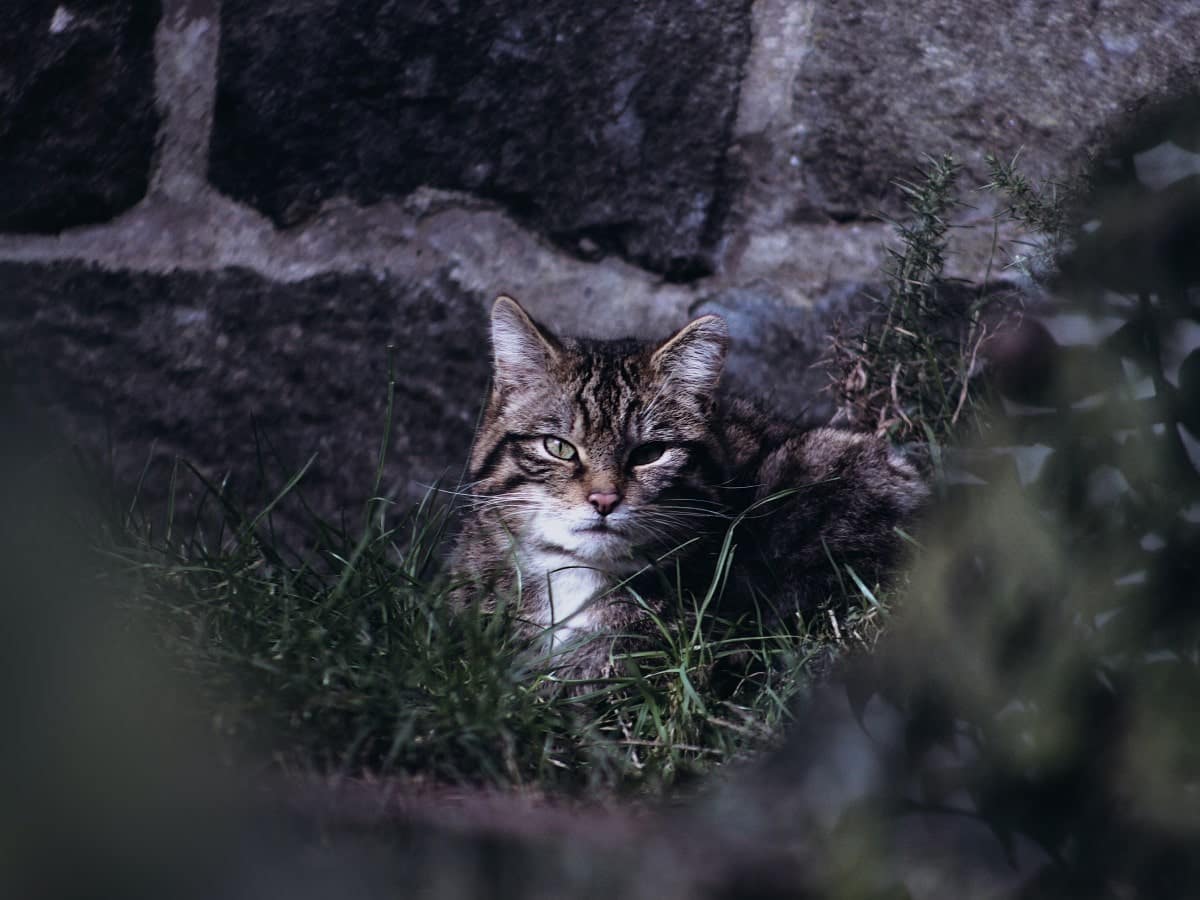 Scottish Wildcat