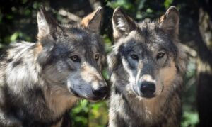 Wolves in Scotland & Other Predators - A Guide for Tourists | Scotland ...