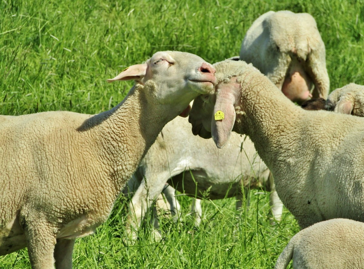 Merino Wool Sheep