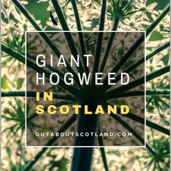 Giant Hogweed in Scotland