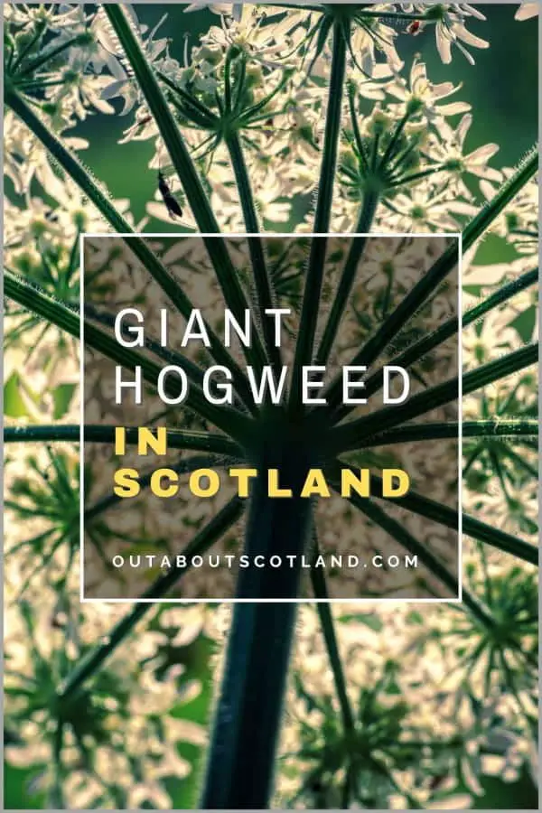 Giant Hogweed in Scotland
