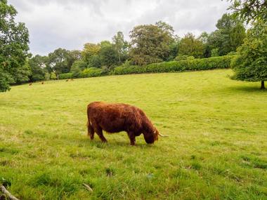 Highland Cows at Jacksons at jedburgh — Jacksons at Jedburgh