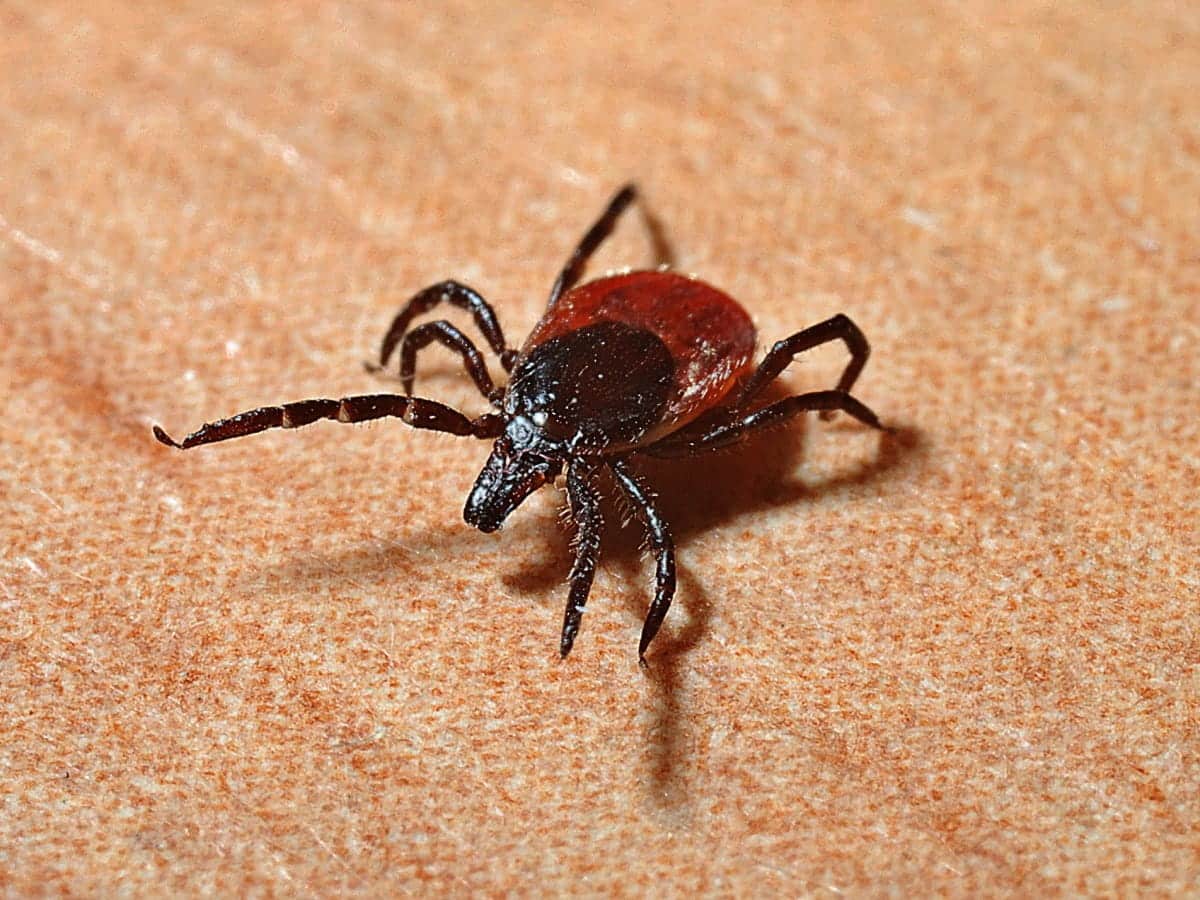 Tick bites and Lyme disease
