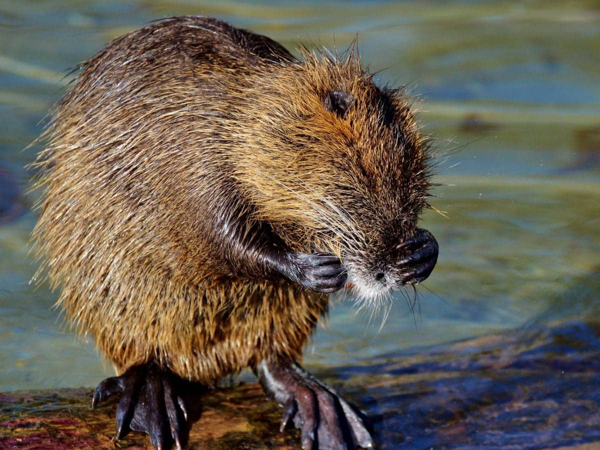 Beaver Scotland