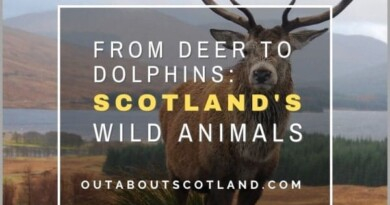 Scotland Wild Animals