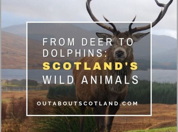 Scotland Wild Animals