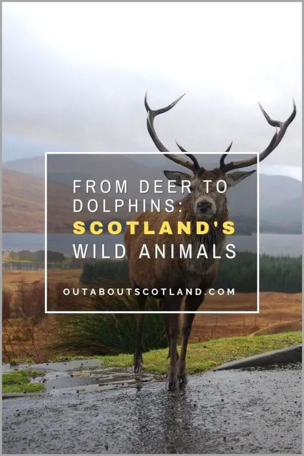 Scotland Wild Animals