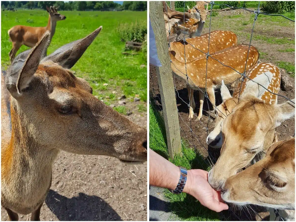 Scottish Deer Centre