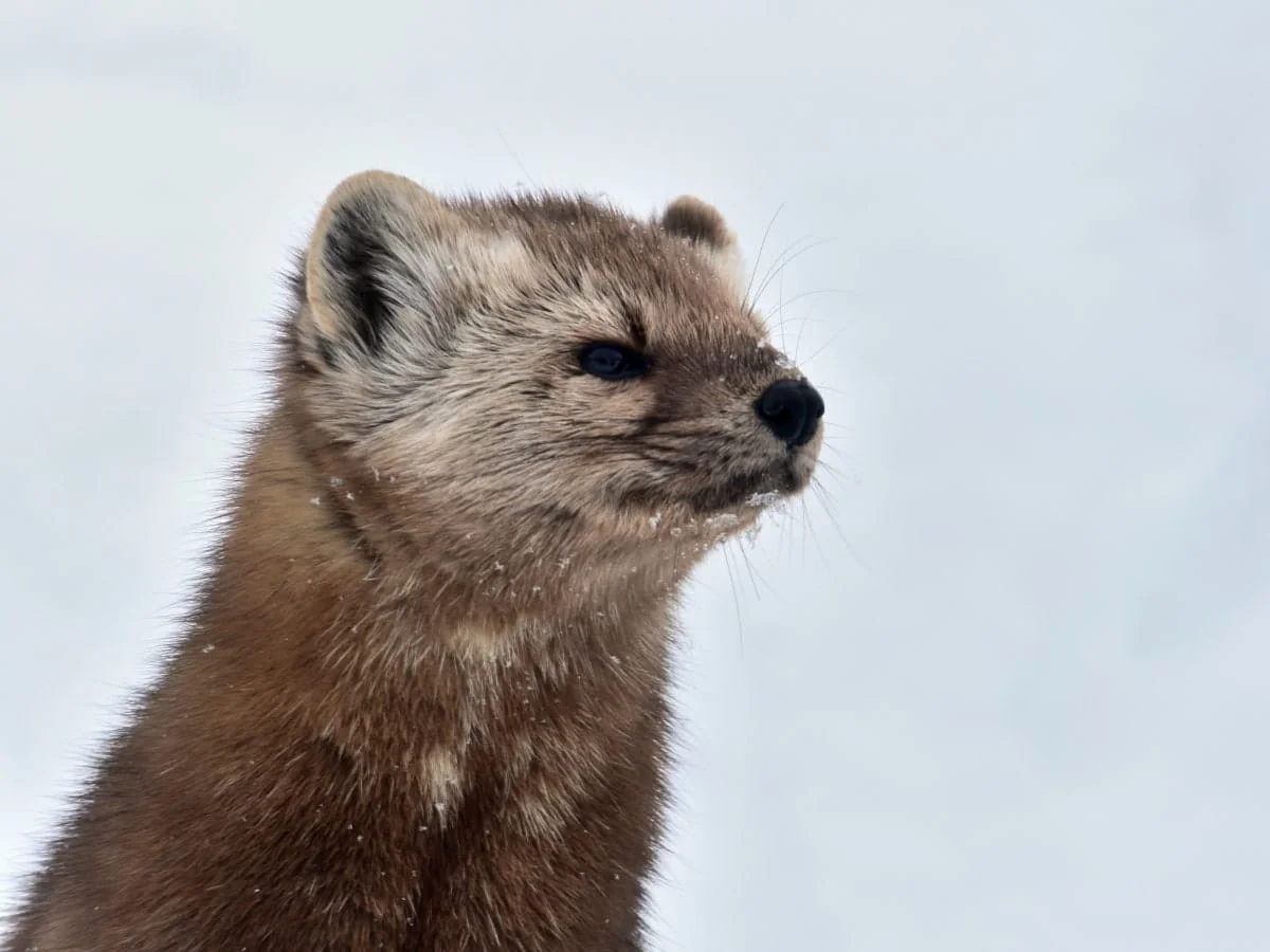 Pine Marten