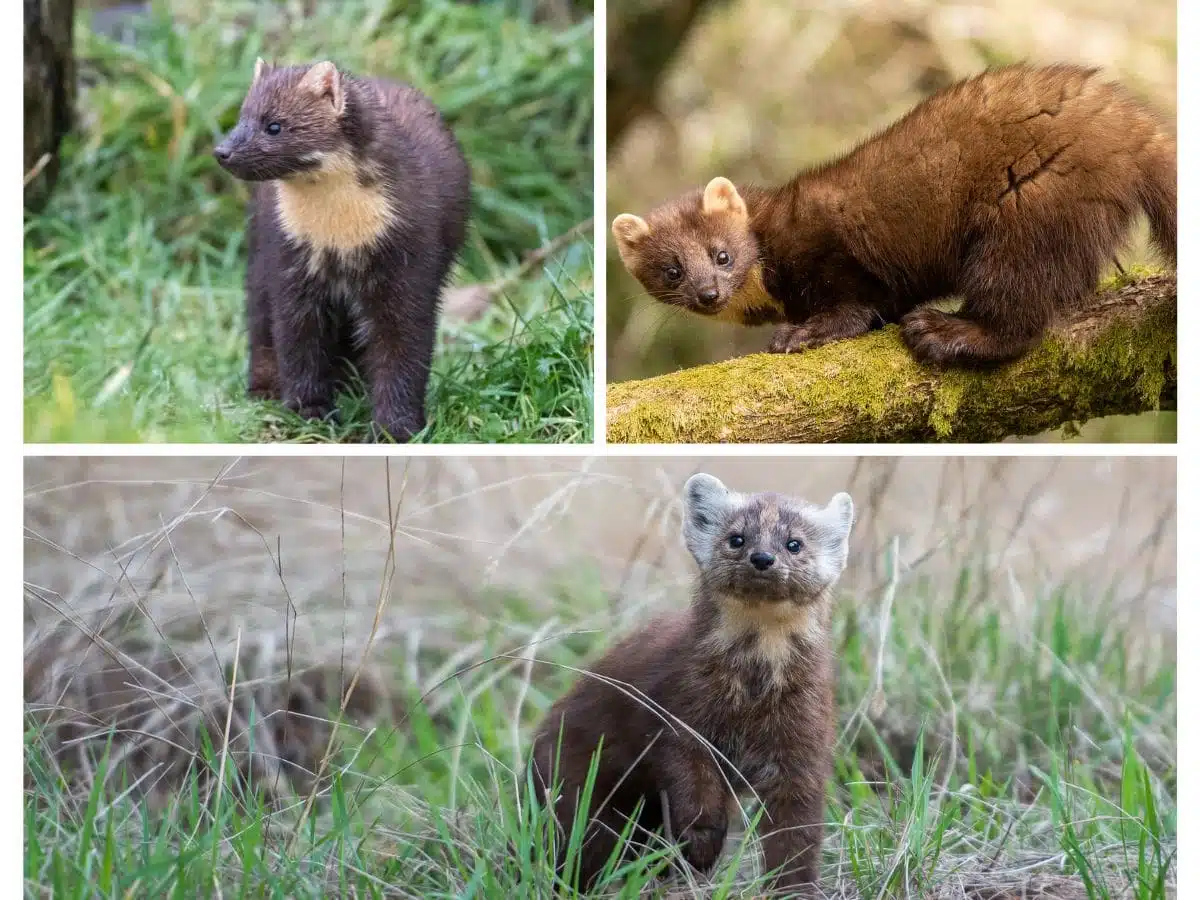 Pine Martens in Scotland