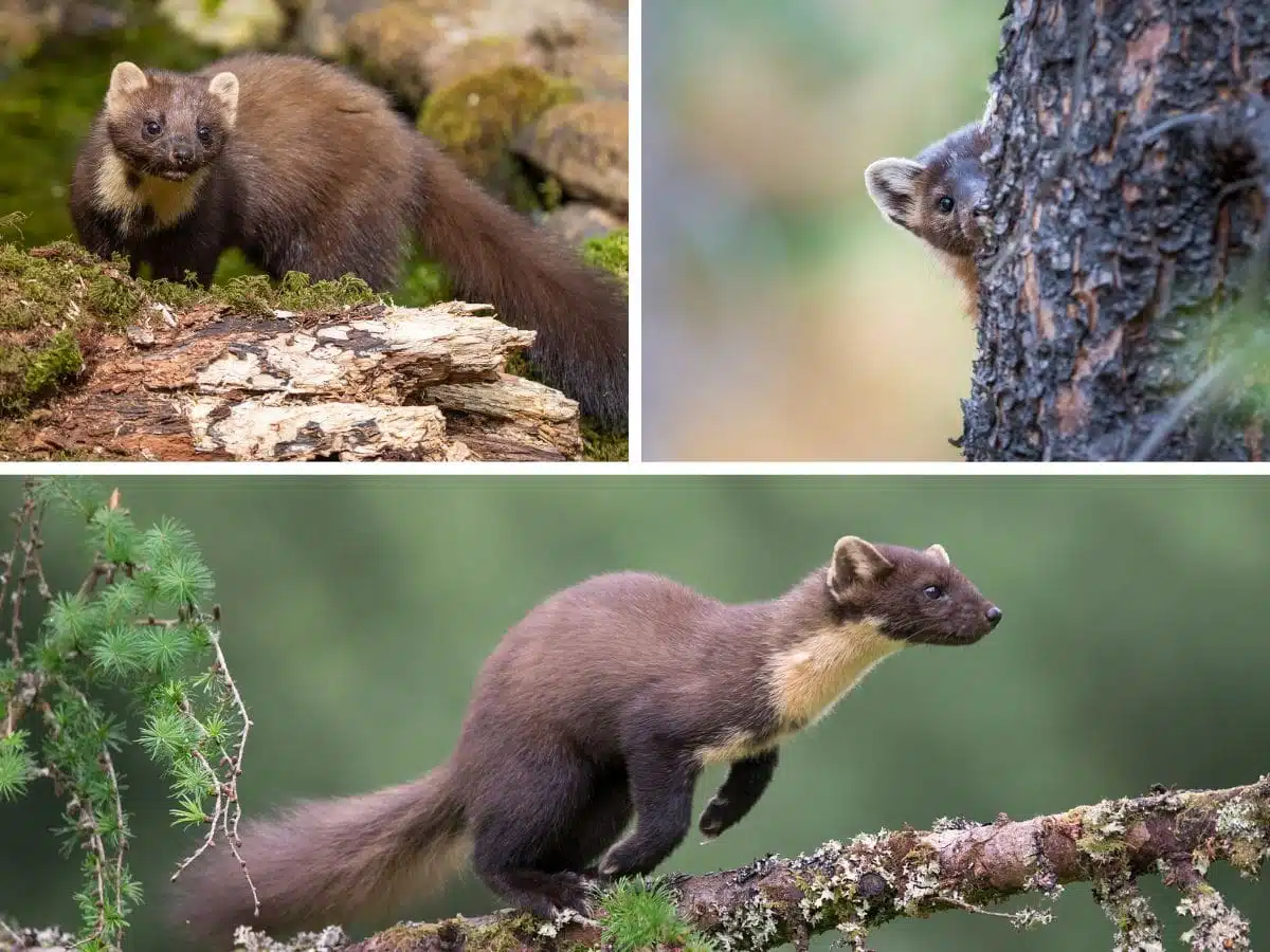 Pine Martens in Scotland