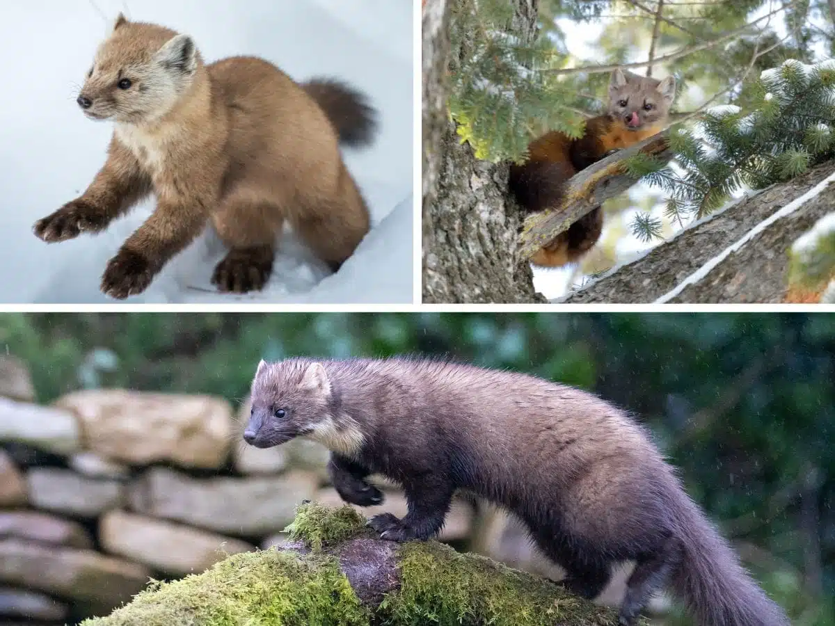 Pine Martens in Scotland
