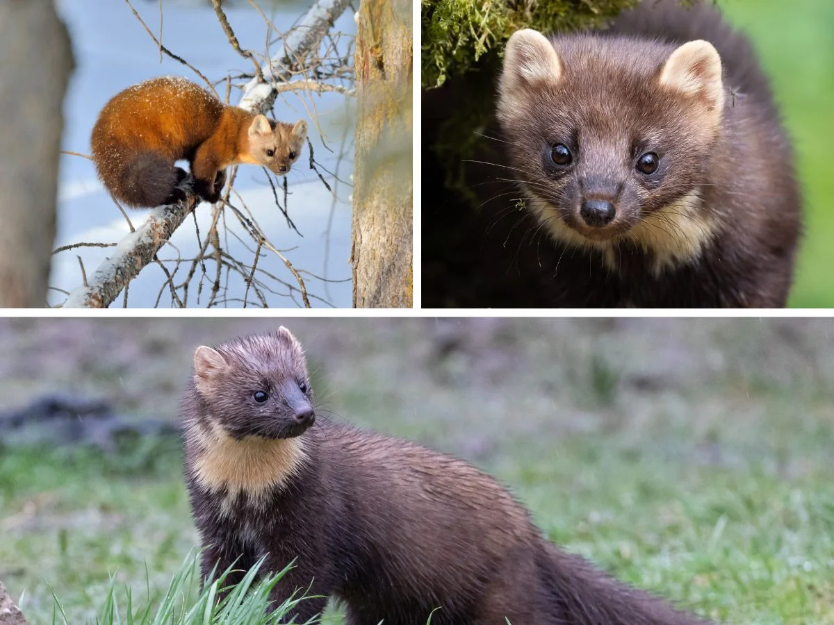 Pine Martens in Scotland